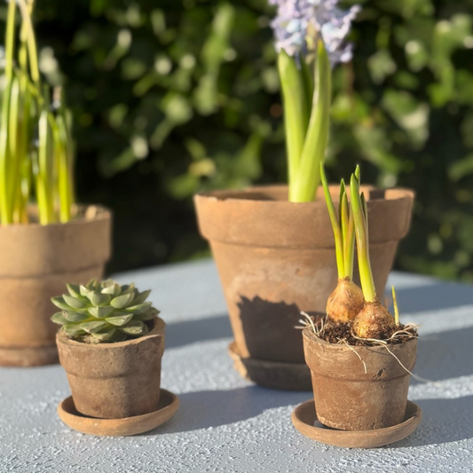 New Generation Lys Terracotta