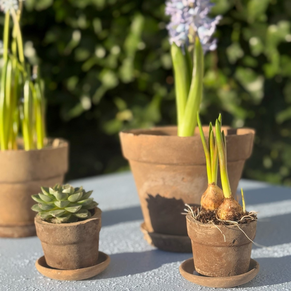 New Generation Lys Terracotta