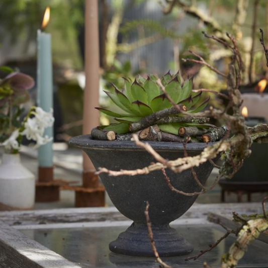 Magnolia Choko Patina