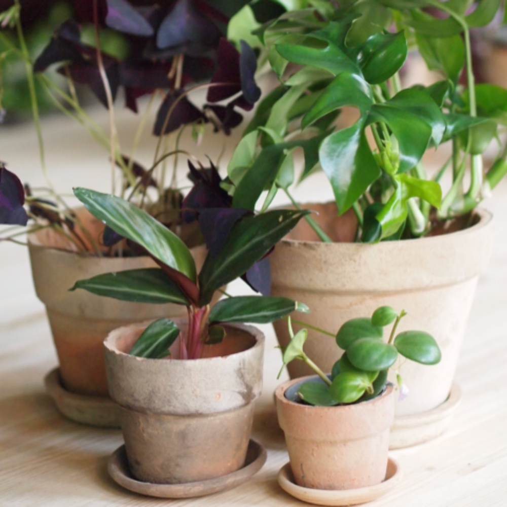 New Generation Lys Terracotta