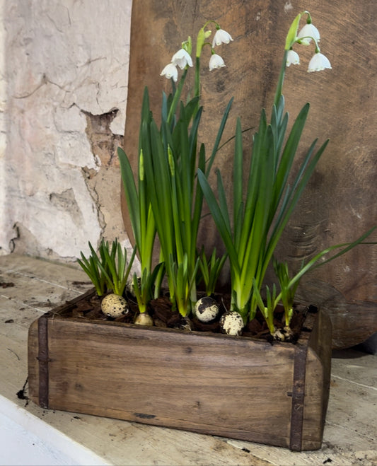 Murstensform - Indisk