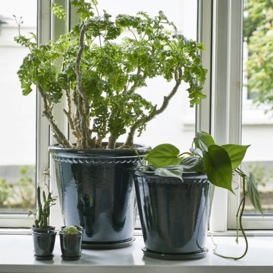 Lacepot Dark Green