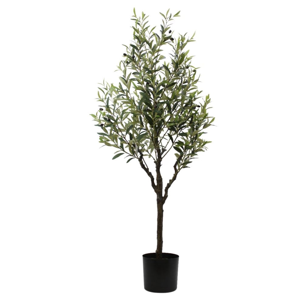 Oliventræ 150cm