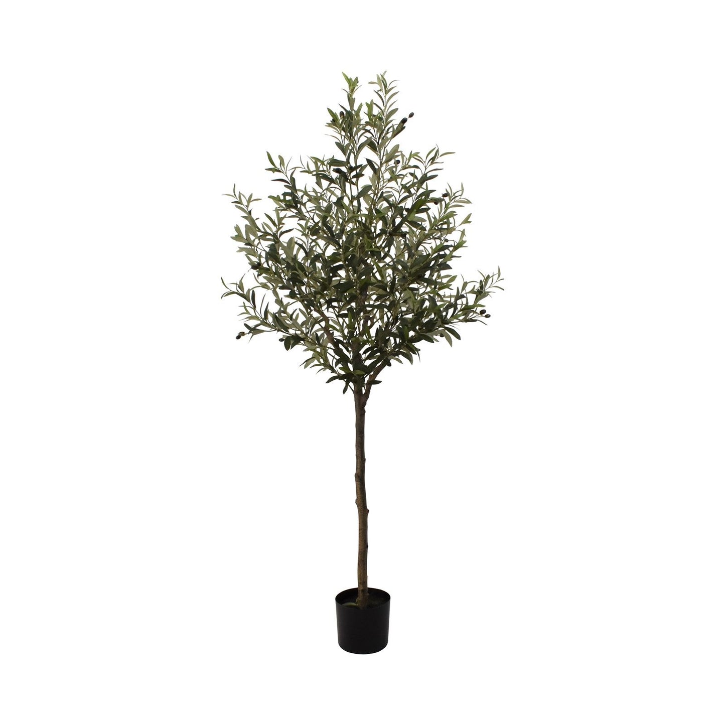 Oliventræ 187cm