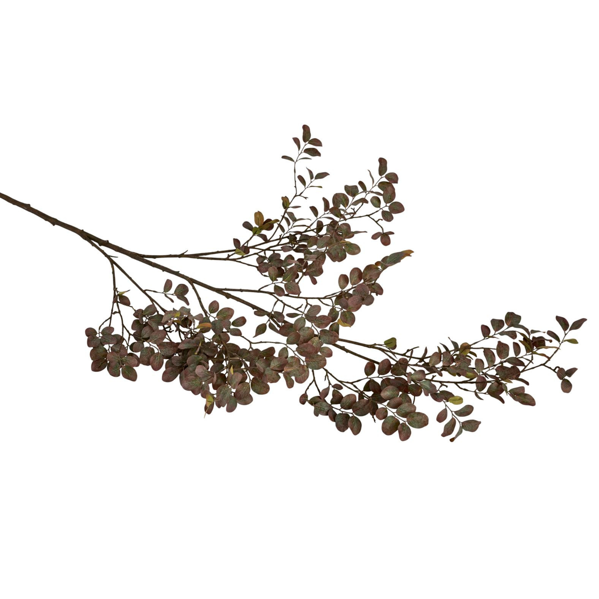 Silkeblomst Myrtlegren H:130 cm