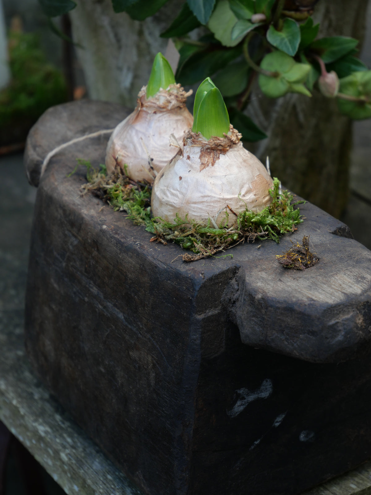 Wooden oil pot 225