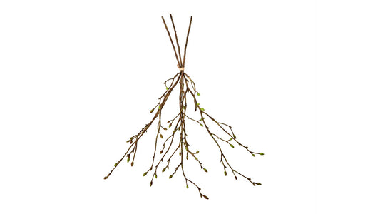 Silkeblomst Gren/knop H:56 cm