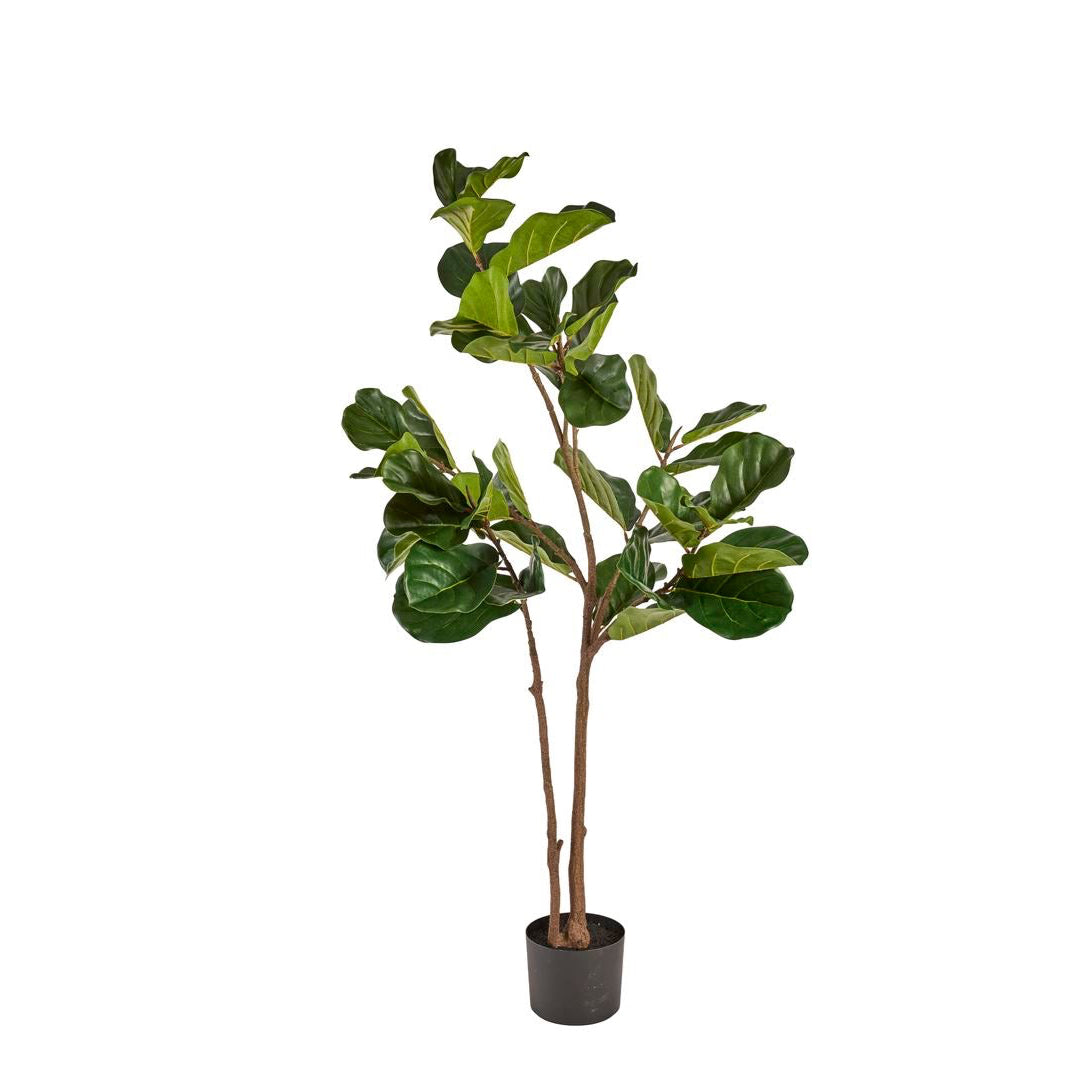 Ficus Lyrata 150cm