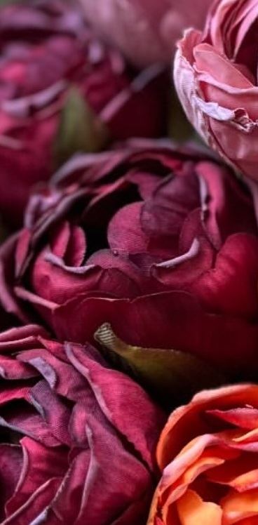Tulipan bundt 7stk Bordeaux