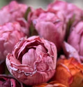 Tulipan bundt 7stk pink