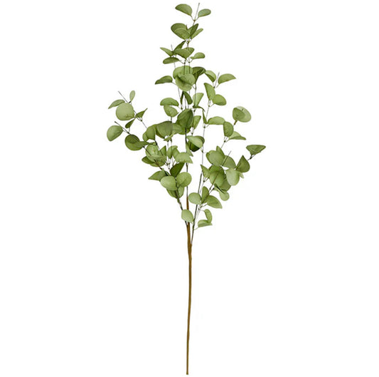 Eucalyptus Ivy