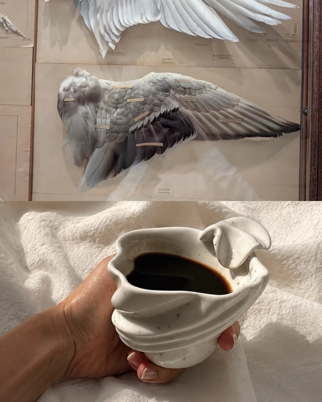Vingekop