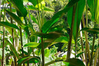 Abaca Pattern Kurv