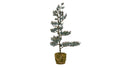 Pine Træ 70x30cm jutepot grøn/hvid