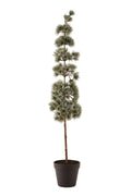 Træ Pine H80cm grøn/is