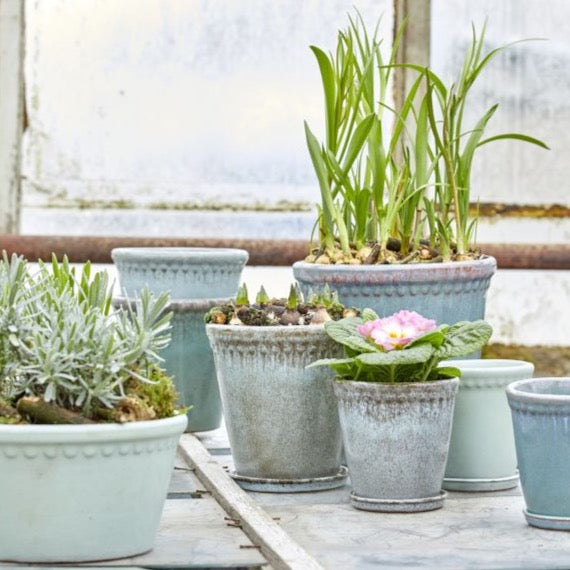 Lacepot Low Blue Mix