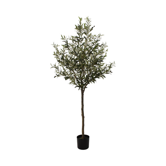 Oliventræ 187cm
